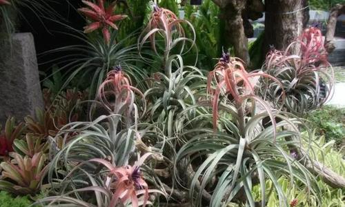 附生植物的生态和适应性研究（探究附生植物的生存秘密和适应性策略）