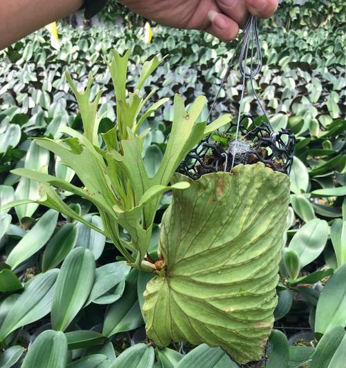 附生植物的生态和适应性研究（探究附生植物的生存秘密和适应性策略）