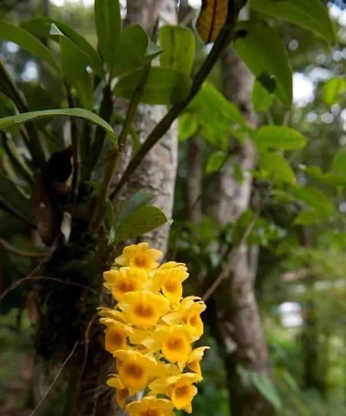 附生植物的生态和适应性研究（探究附生植物的生存秘密和适应性策略）