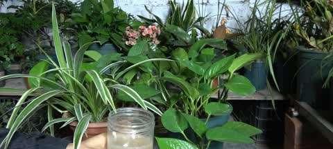 复合肥的适用性分析（浇灌吊兰的最佳肥料选择）