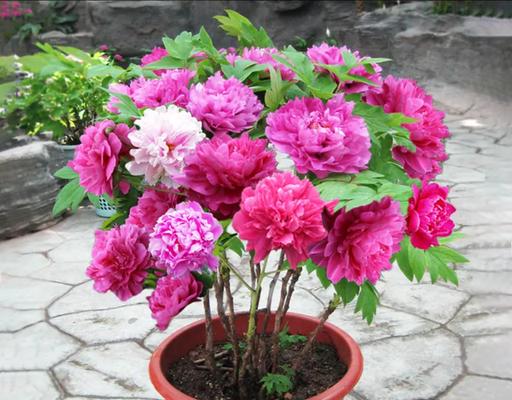 富贵花的养殖方法详解（如何让富贵花更旺盛）