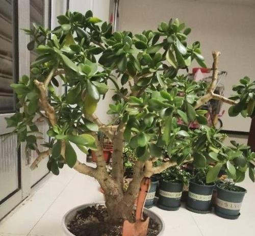 富贵花的养殖方法详解（如何让富贵花更旺盛）