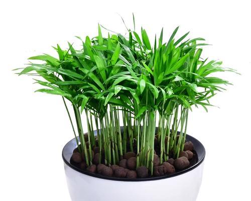 富贵椰子——风水福祥之物