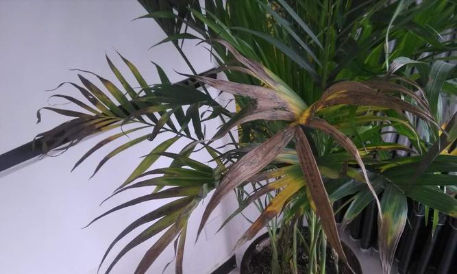 探秘富贵椰子开花之奇妙（揭秘开花全过程及花朵特征）