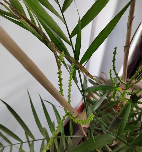 探秘富贵椰子开花之奇妙（揭秘开花全过程及花朵特征）