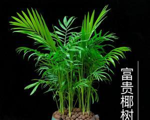 富贵椰子室外养护指南（适合户外的喜爱者）