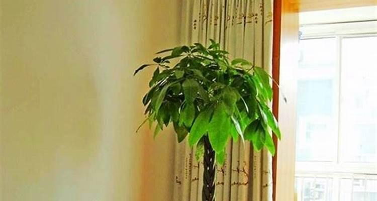 富贵椰子——客厅装饰的首选（摆放位置）