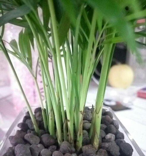 富贵椰子水浇多了怎么办（浇水过量的后果及解决方法）