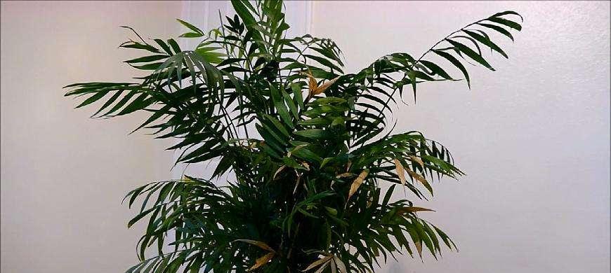 富贵椰子喜水特点及养护方法（探究富贵椰子喜水的原因和生长习性）