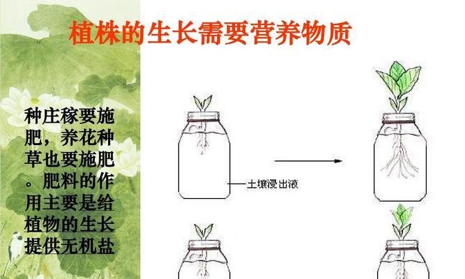 如何正确浇水富贵椰子（浇水的时间、方法、频率都有哪些注意事项）