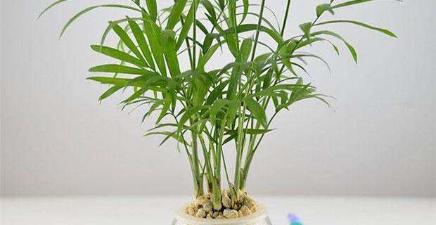 富贵椰子的养护和注意事项（打造绿色家居）