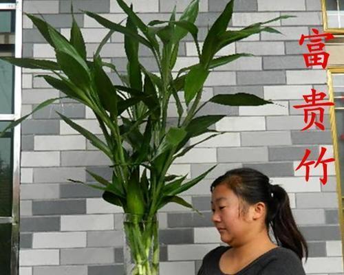 富贵竹：风水福泽的象征