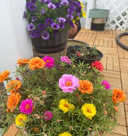 以太阳花的象征意义——生命、希望与坚持（带你探索以太阳花的深层含义）