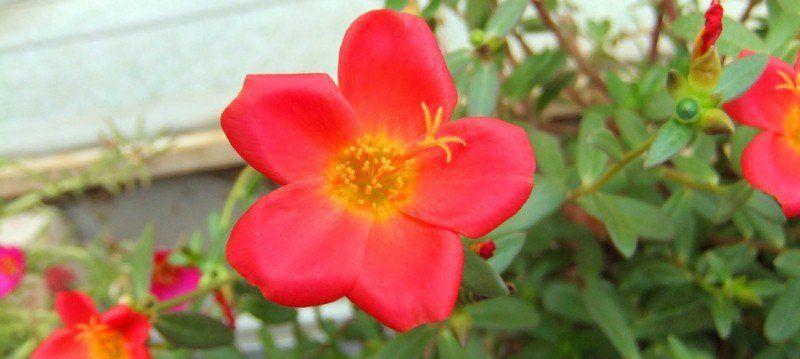 以太阳花的象征意义——生命、希望与坚持（带你探索以太阳花的深层含义）