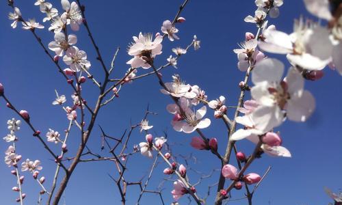 桃花的寓意与象征在古代代表什么（揭秘桃花的文化象征与神话传说）