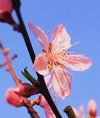 桃花的寓意与象征在古代代表什么（揭秘桃花的文化象征与神话传说）