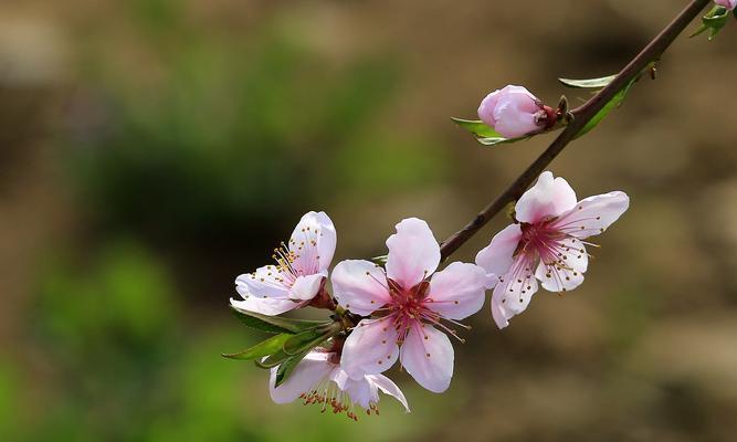 桃花的寓意与象征在古代代表什么（揭秘桃花的文化象征与神话传说）