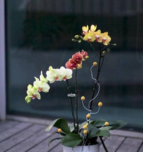 蝴蝶兰花语之美丽与祝福（探寻蝴蝶兰花语的深刻内涵）