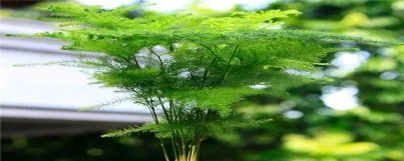 文竹的花语（探索文竹的寓意与象征）