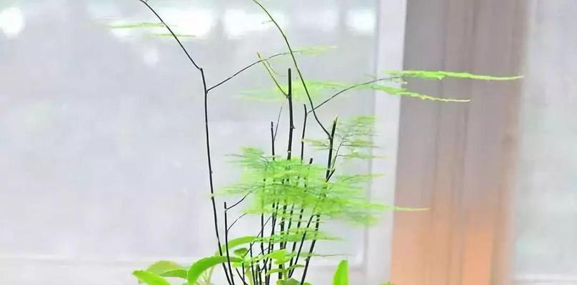 文竹的花语（探索文竹的寓意与象征）