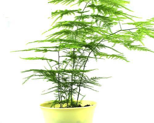 文竹的花语（探索文竹的寓意与象征）