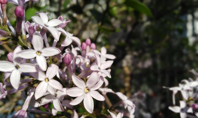 五瓣丁香花的含义与寓意（深情厚意）