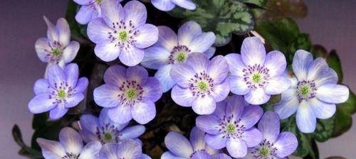 五叶草花语之祝福与幸运（探索五叶草花语的秘密）