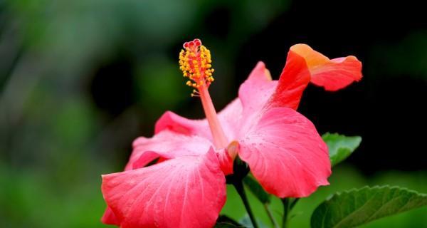 夏日花海（绚烂如火的夏季花卉世界）