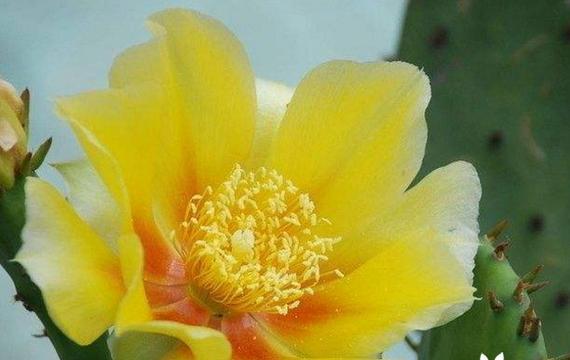 探寻仙人球花的花语奥秘（揭秘仙人球花的含义及象征意义）