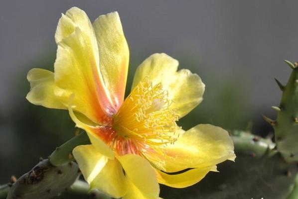探寻仙人球花的花语奥秘（揭秘仙人球花的含义及象征意义）