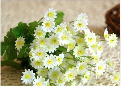 小雏菊（探寻小雏菊的内涵及意义）