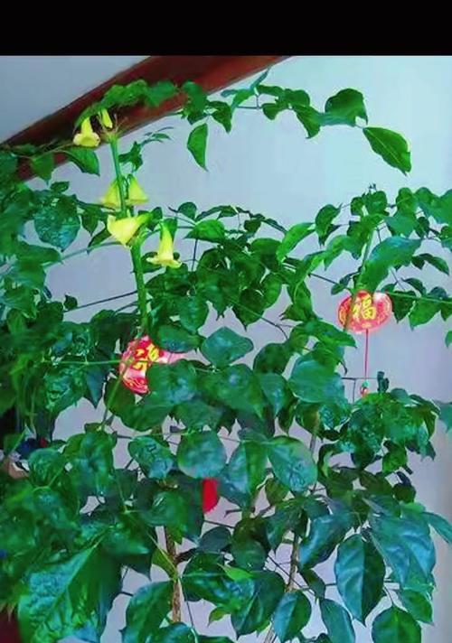 幸福树开花寓意幸福生活（拥抱幸福的根源——幸福树）