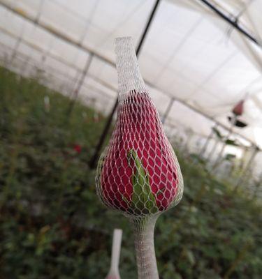 玫瑰花骨朵开花时间及样子详解（了解玫瑰花骨朵的开花过程和样子）