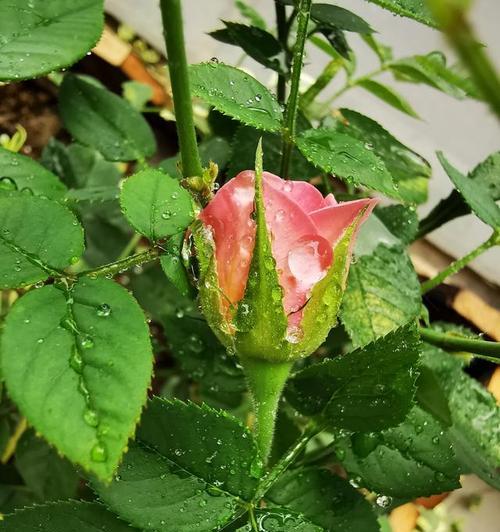 玫瑰花骨朵开花时间及样子详解（了解玫瑰花骨朵的开花过程和样子）