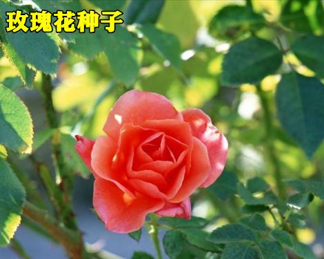 玫瑰花骨朵开花时间及样子详解（了解玫瑰花骨朵的开花过程和样子）