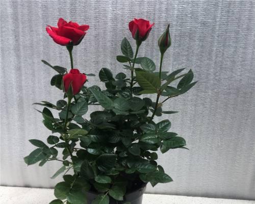 玫瑰花换盆的最佳时间（注意事项与技巧）