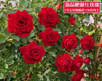 玫瑰花开花季节剖析（盘点玫瑰开花的时间及季节特点）