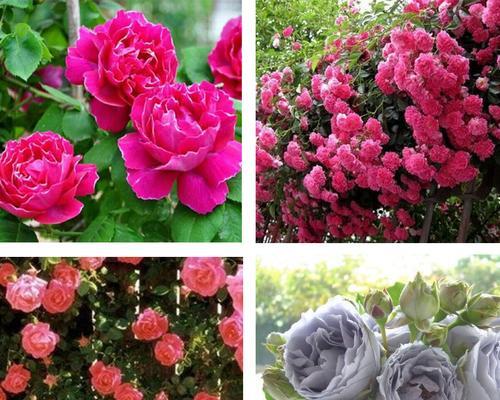 玫瑰花开花季节剖析（盘点玫瑰开花的时间及季节特点）
