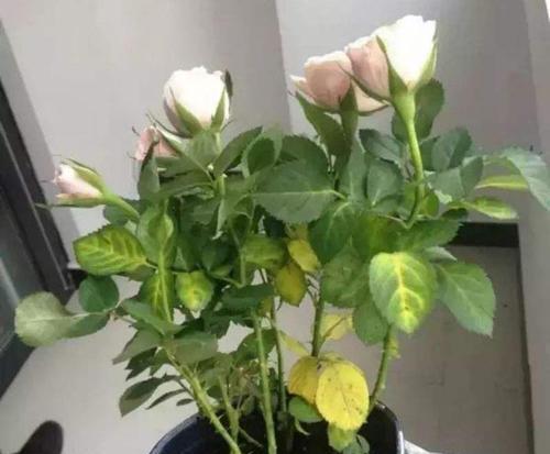 正确的玫瑰花浇水方法（让您的玫瑰花长得更健康）