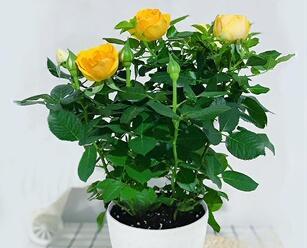 玫瑰花的盆栽及养护（盆栽玫瑰）
