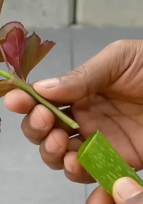 玫瑰花的扦插方法（从花苞到开花）