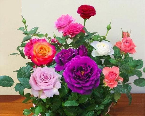 玫瑰花品种排名全解析（探秘全球最美玫瑰花种类及其特点）