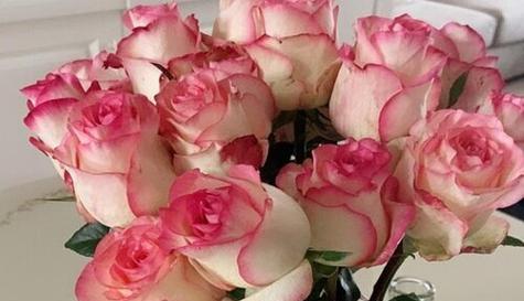 玫瑰花品种排名全解析（探秘全球最美玫瑰花种类及其特点）