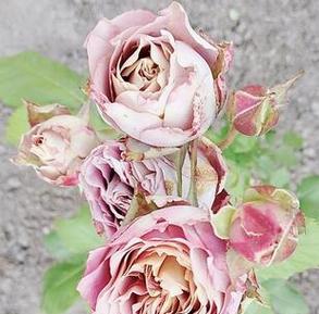 玫瑰花品种排名全解析（探秘全球最美玫瑰花种类及其特点）