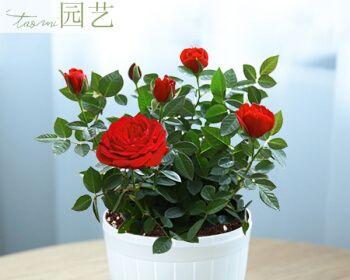 玫瑰花开花期详解（了解玫瑰花开花的时间和方法）