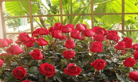 玫瑰花——美丽的花卉之王（探秘玫瑰花的植物特性与分类）