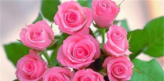 玫瑰花——美丽的花卉之王（探秘玫瑰花的植物特性与分类）