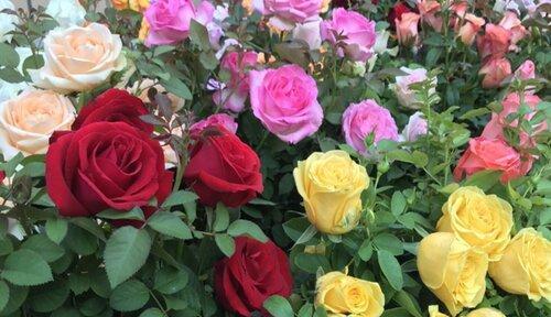 玫瑰花香味的真相（揭开玫瑰花香的奥秘）