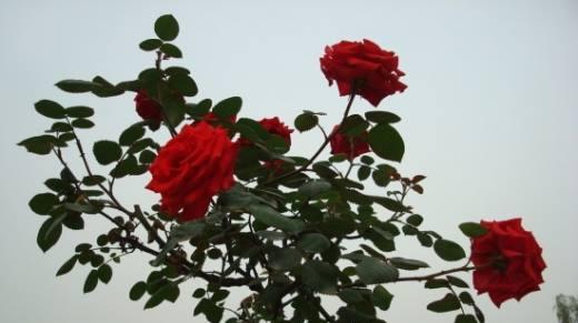 玫瑰花香味的真相（揭开玫瑰花香的奥秘）