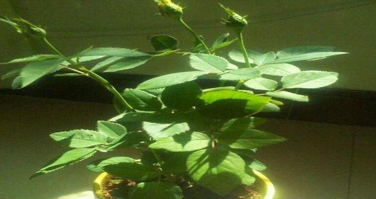 玫瑰浇什么肥料合适（掌握正确的玫瑰肥料使用方法）